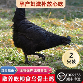 2只农家散养2年老乌骨鸡正宗土鸡老母鸡纯粮食喂养乌鸡五黑走地鸡