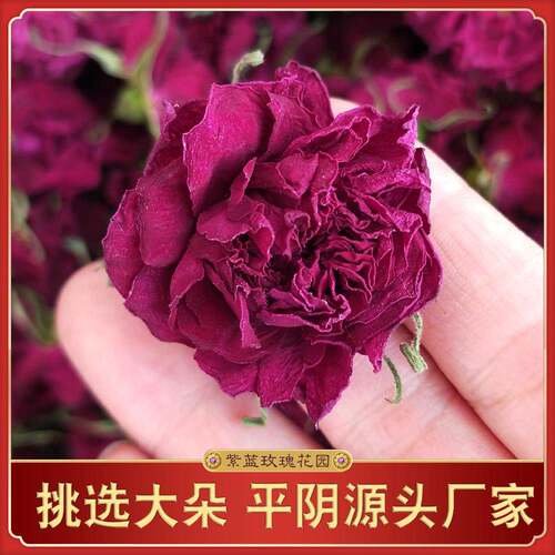 花冠王大朵平阴玫瑰半开 新鲜无硫天然花茶干玫瑰茶紫蓝色的花园