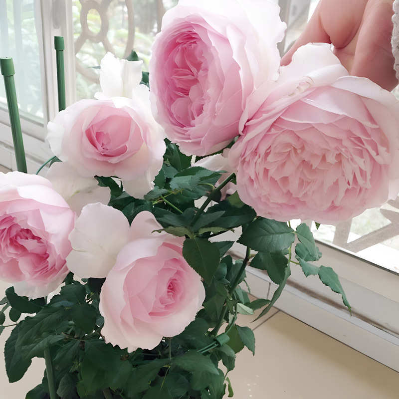 植绿花苗一件庭院浓香花盆栽咲美代发花卉状花杯四季月季玫瑰阳台
