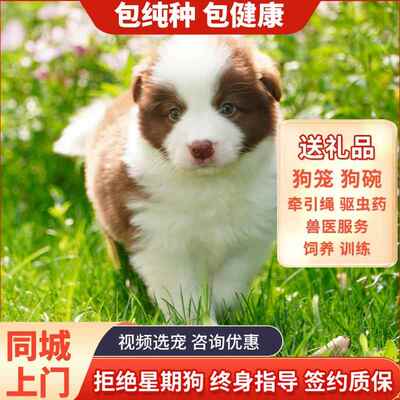 边境牧羊犬幼犬活体七白三通边牧犬陨石色红色黑白色边牧幼犬