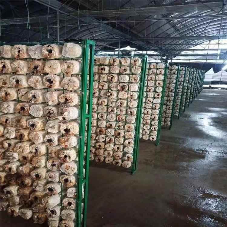 用菌网格SUN菌架蘑菇食种植架大棚厂家防生菇锈架包生长架