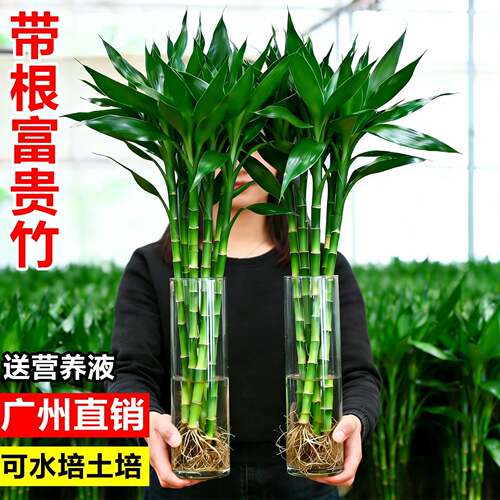 新疆包邮富贵竹水培植物客厅招发财绿植盆栽办公室内四季好养粗杆
