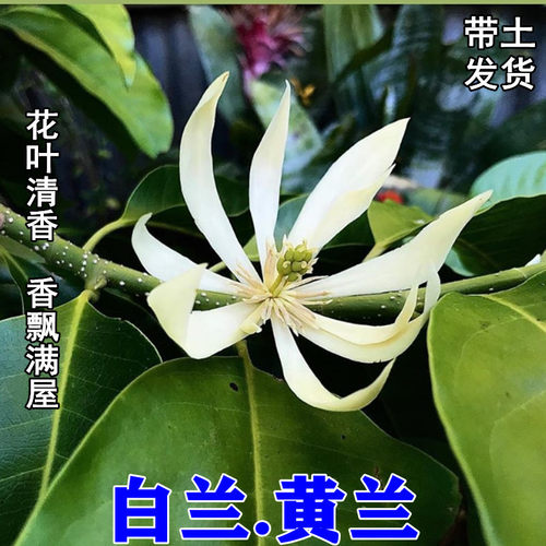 白兰花浓香阳台庭院成品组合盆栽