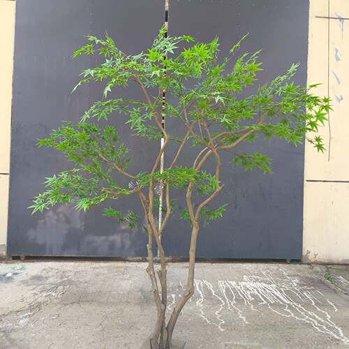 大型仿真树青枫枫树室内外枯山水造景装饰景观盆栽仿真植物鸡爪槭