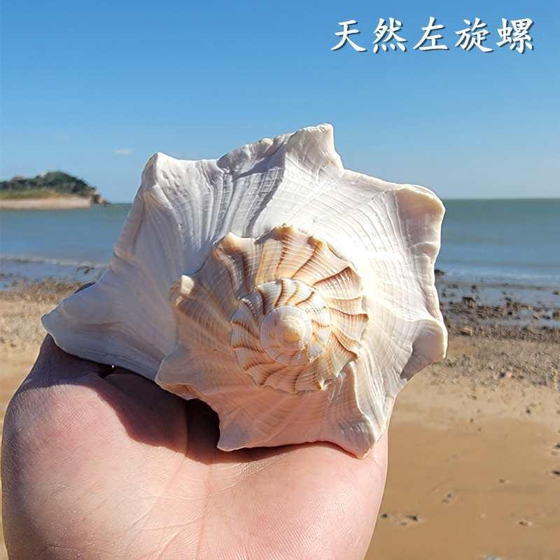 天然海螺贝壳珊瑚摆件左旋螺号角螺大海星吹响螺居家摆件