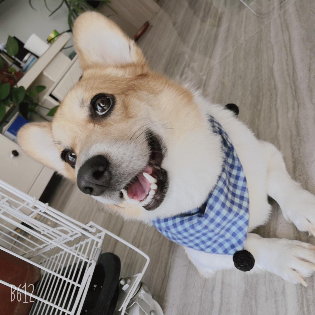新款直销秋冬款宠物口水巾三角巾大中小型犬围巾脖套猫咪狗狗牛仔