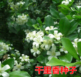 千里香盆栽植物种子树苗浓香花卉七里香九树香万里香黄金桂阳台