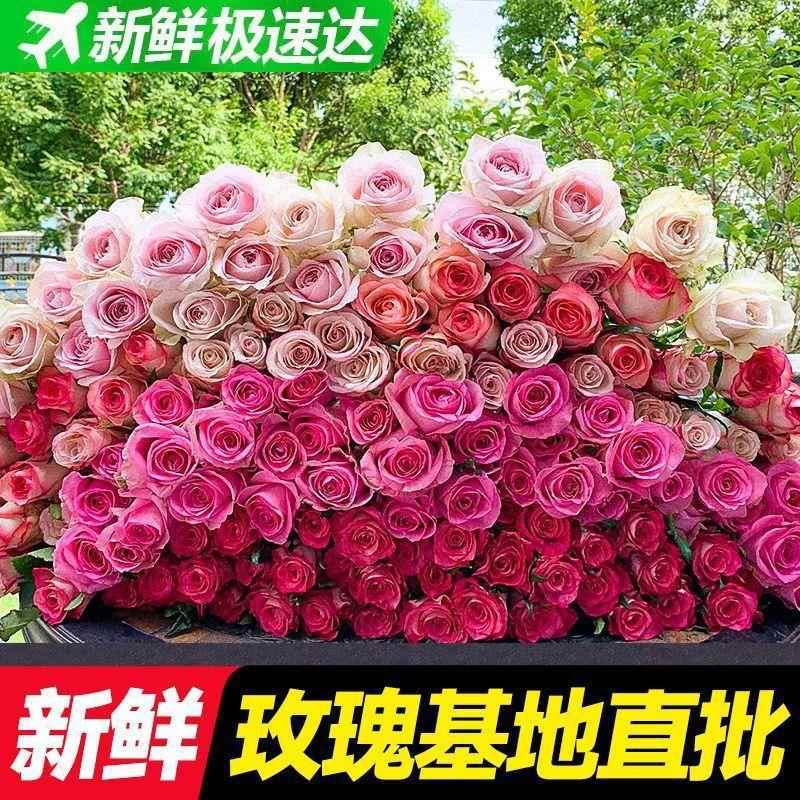 鲜花基花地直发玫瑰便花花厂家直供束宜材直庭批水养家插花玫瑰保