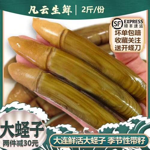蛏子鲜活大号笔杆蛏新鲜海蛏子王肉无沙竹节蛏小贝类大连海鲜水产