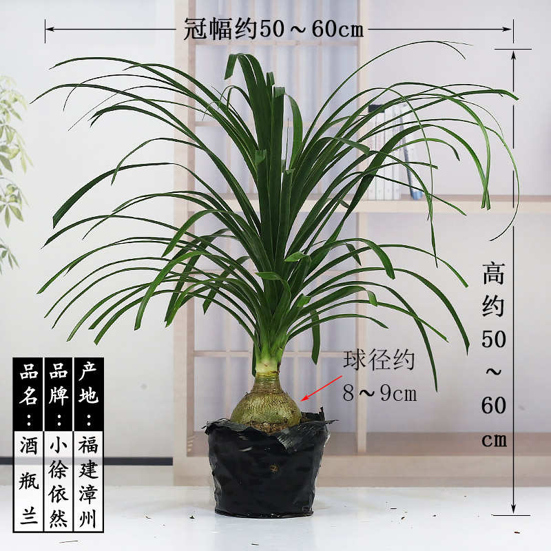 酒瓶兰单头盆栽植物花卉苗室内阳台四季好养大型老桩创意盆景绿植