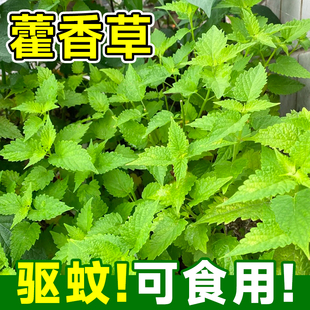 食用藿香苗盆栽驱蚊植物五香叶鱼香草阳台庭院薄荷大苗好养活四季