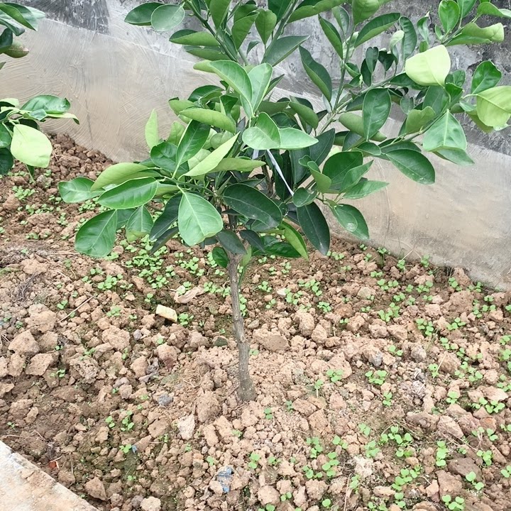 3号红肉脐橙桌面绿植