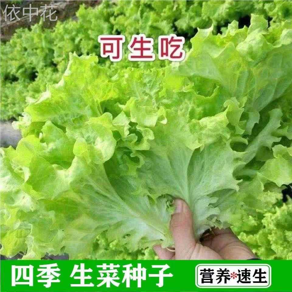四季玻璃生菜种子种籽孑阳台种菜四季盆栽莱种春季沙拉蔬菜孑菜籽