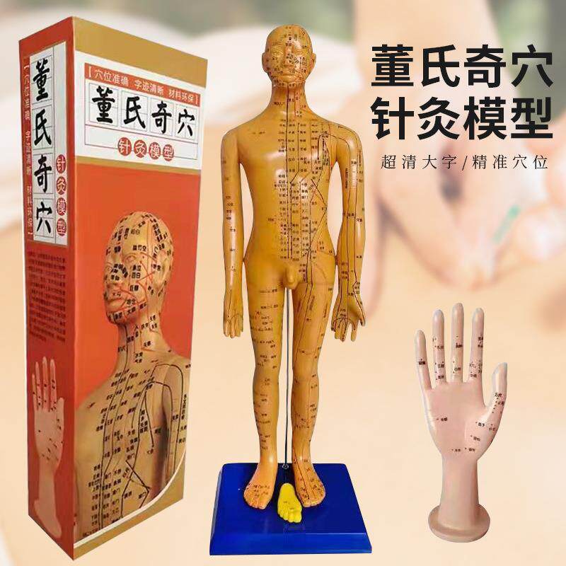 董氏奇穴针灸模型人体经络穴位教学全身练手铜人人模小人董氏穴位
