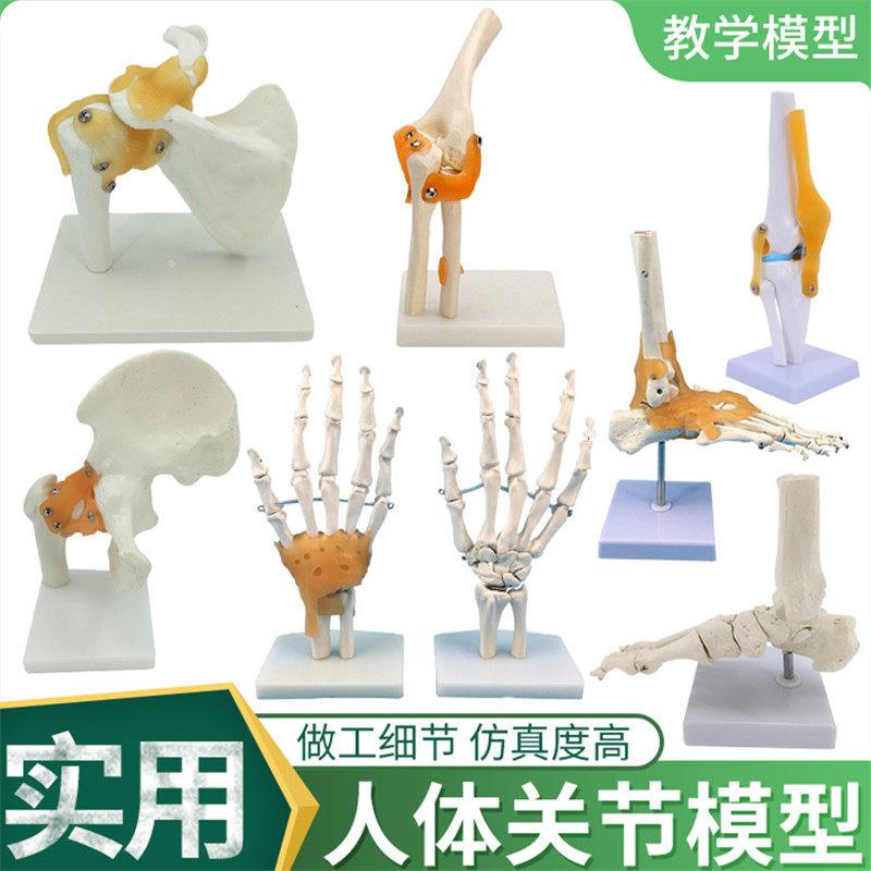 人体膝手肘肩髋脚关节骨骼韧带模型 彷真关节功能演示1:1骨骼医学