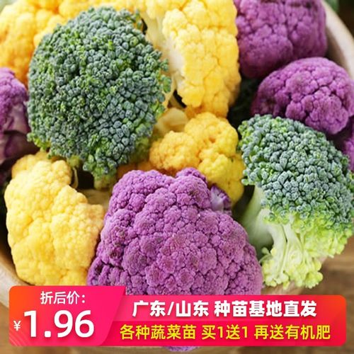 西兰花苗多少钱 西兰花苗价格 小麦优选