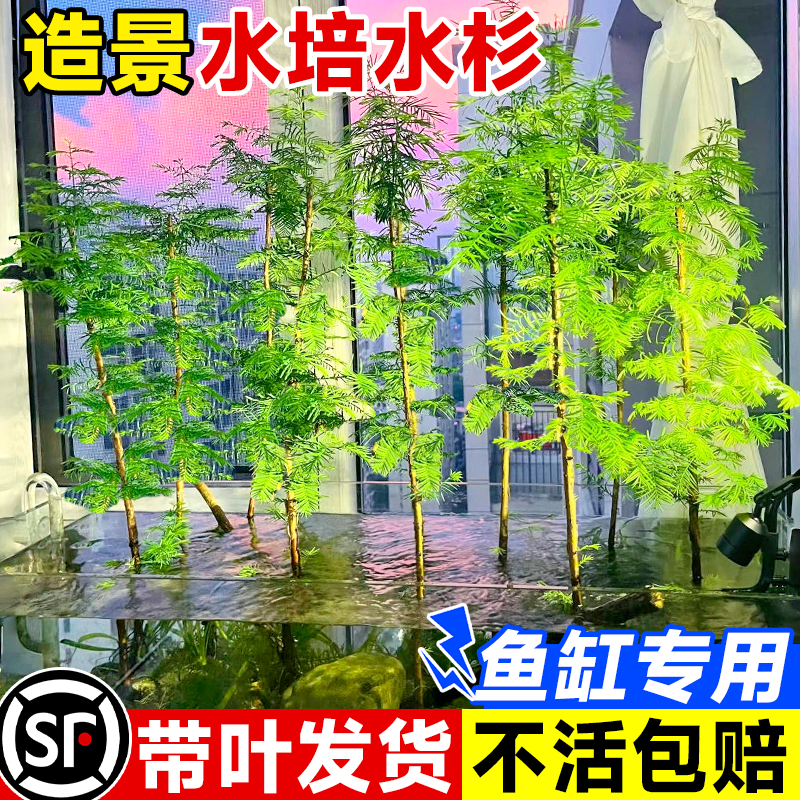 水杉水培鱼缸水生树苗造景老桩植物盆栽龟缸绿植水草溪流缸室内外