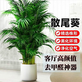 客厅好养大型散尾葵，凤尾竹盆栽绿植富贵竹文竹，植物净化空气