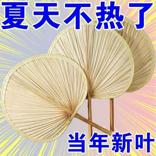 扇子蒲扇柔韧不易断蒲扇居家日常降温消暑传统老式手摇扇具2026