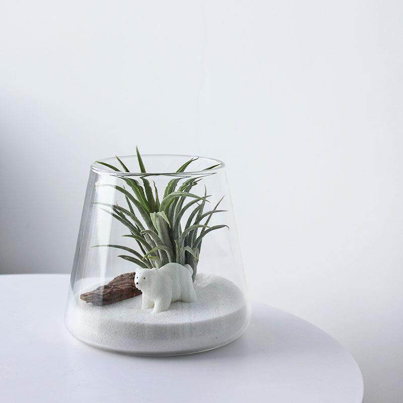 生日创意礼物 空气凤梨 无土栽培新奇植物室内办公室桌面好养绿植