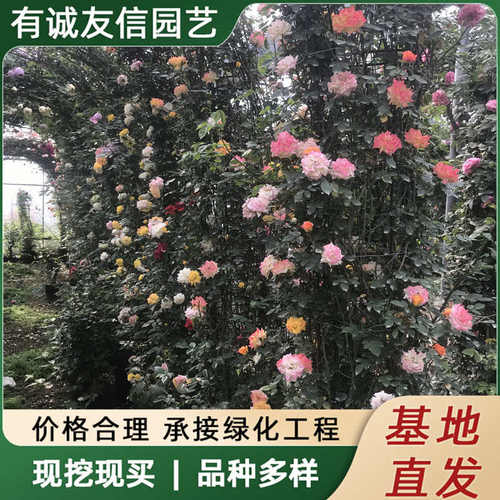 爬藤月季花大苗爬墙庭院花拱门藤本月季大苗阳台四季观赏月季植物