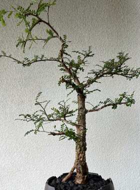 稀有潮流块根实生苗列加氏漆树珍奇植物阳台庭院盆栽一物一拍包邮