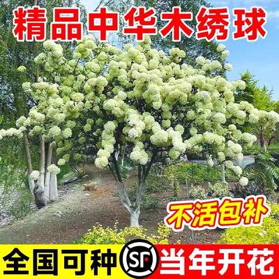 中华木绣球树苗大花斗球苗木本绣球琼花树苗庭院地栽盆栽绣球花苗
