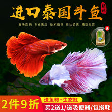 正宗进口泰国斗鱼马尾狮王半月母斗鱼观赏鱼热带鱼淡水鱼送鱼缸