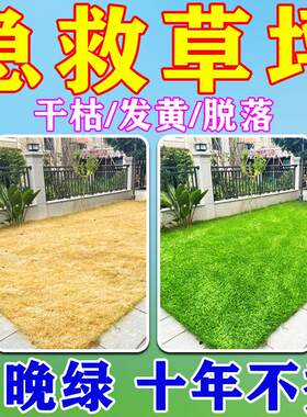 草坪专用肥料增绿剂绿化马尼拉草籽真苔藓草微景观皮营养液覆合肥