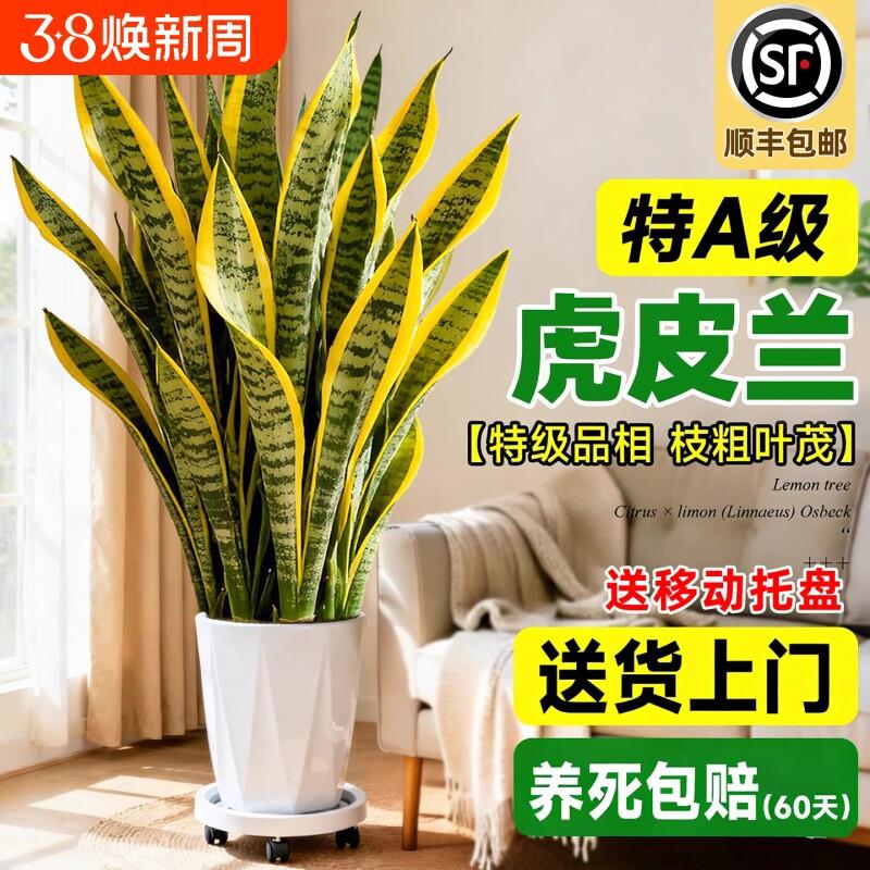 金边虎皮兰绿植客厅大型盆栽四季常青新房室内净化空气办公室好养