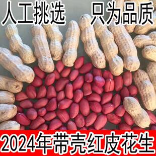 生花生带壳晒干山东农家红衣花生米小粒新鲜种子2024红皮花生带壳