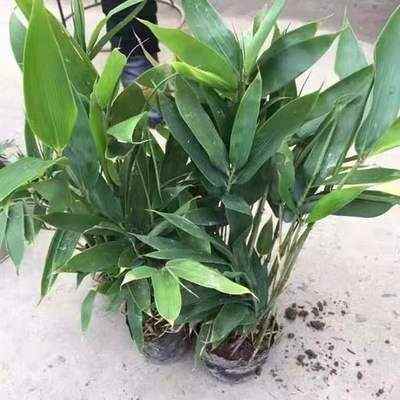 小叶新款竹子苗 阔叶箬竹盆栽庭院种植四季常绿 别墅小区绿化用苗