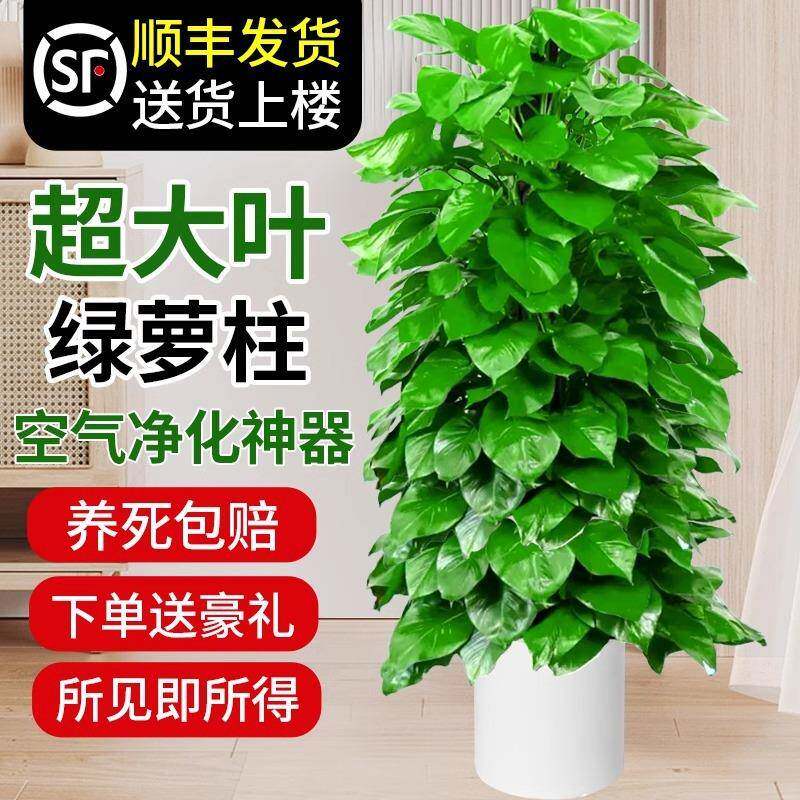 【大叶茂盛】大叶绿萝柱盆栽客厅大型绿植带盆新家入住除甲醛净化