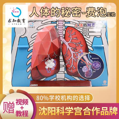 求知教育儿童科学实验diy手工制作肺泡模型拼图 人体秘密器官玩具