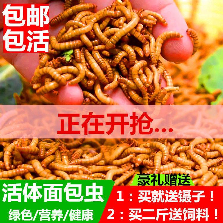 面包虫活体黄粉虫活体种虫龙鱼乌龟仓鼠蜥蜴石蛙鸟饲料引种养殖