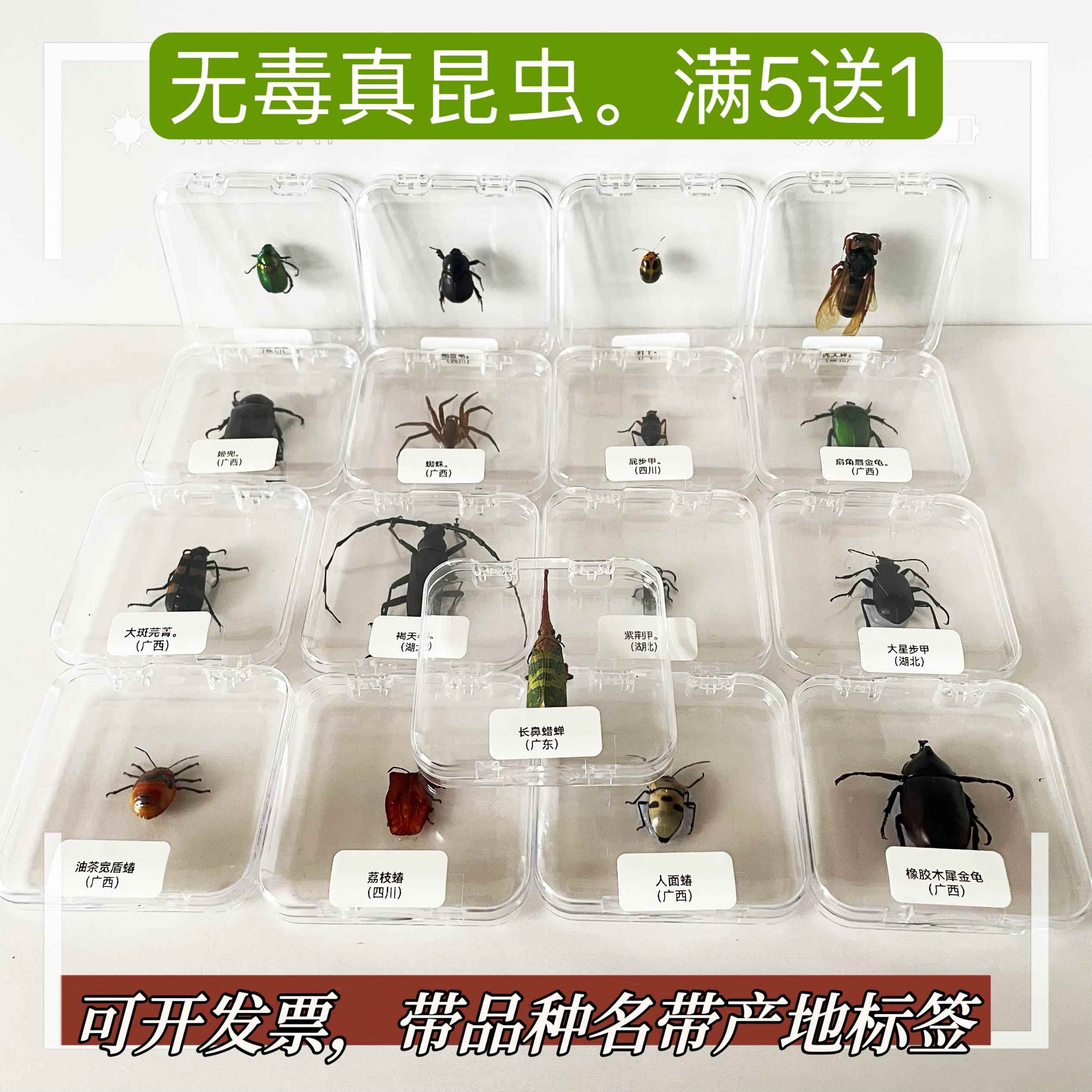 原虫标本真昆虫标本自然科普学生教育标本制作练习