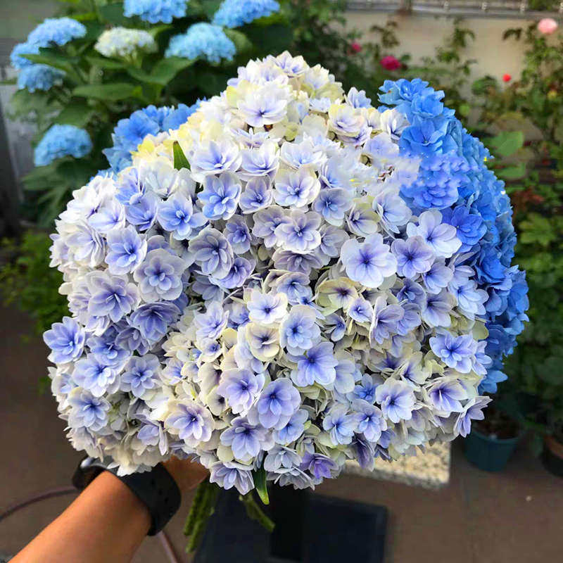 1加仑/2加仑|虞城园艺 大花绣球 夏洛特公主可调色八仙花绣球花苗