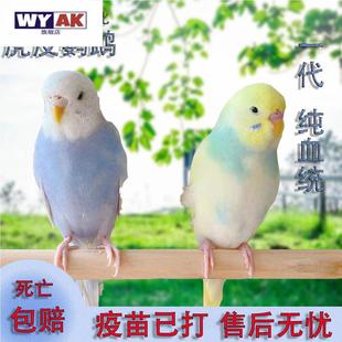 鹦鹉活鸟一公一母玄凤活物虎皮鸟类会学说话的小鸟宠物手养鸟