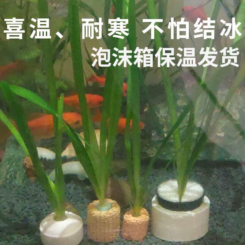 矮生苦草真水草淡水植物虾蟹鱼缸造景水族箱中后景装饰四季常青