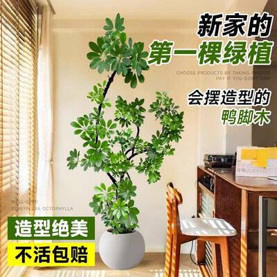 鸭脚木客厅绿植室内大栽落办地号高级感公鸭脚木室四季好养大大盆