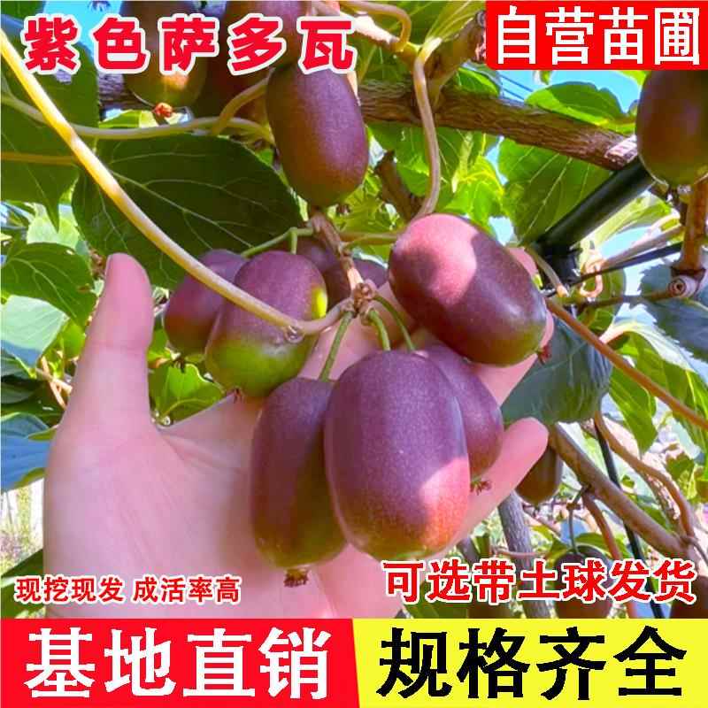 紫色萨多瓦软枣猕猴桃苗嫁接奇异梅软枣子果树苗北南方种当年结果