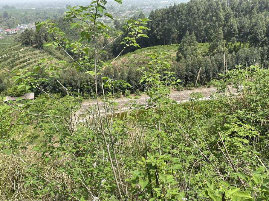 4月5日眉山市厂区原老矿山堆场土地使用权网络拍卖公告