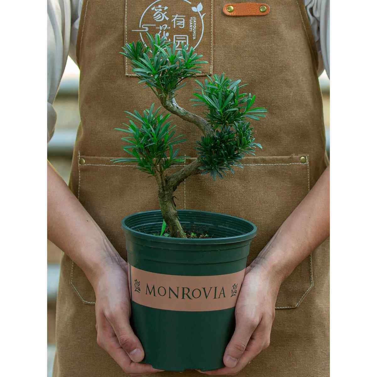 名贵罗汉松造型盆景室外庭院室内阳台植物花卉老桩树苗小盆栽绿植