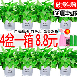 新房吸甲醛净化空气绿萝盆栽室内植物水培大叶绿箩绿植家用花卉