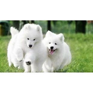 双眼皮萨摩耶宠物 纯种萨摩耶幼犬活体微笑天使萨摩耶纯白色犬熊版