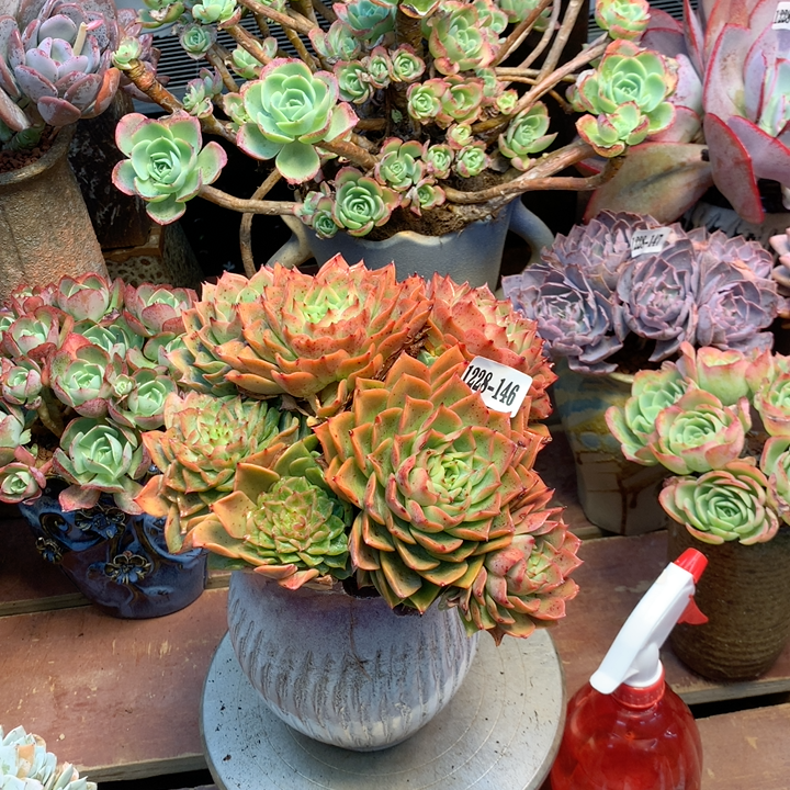 云南添彩多肉1228-146贝拉多娜