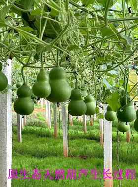 厂直供吉祥家QJH4450丰收4吧4个原色葫芦串家居酒家店酒茶室农乐