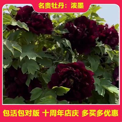 牡丹花苗 泼墨 正宗重瓣黑色牡丹木本花卉盆栽地栽庭院容易养活菏