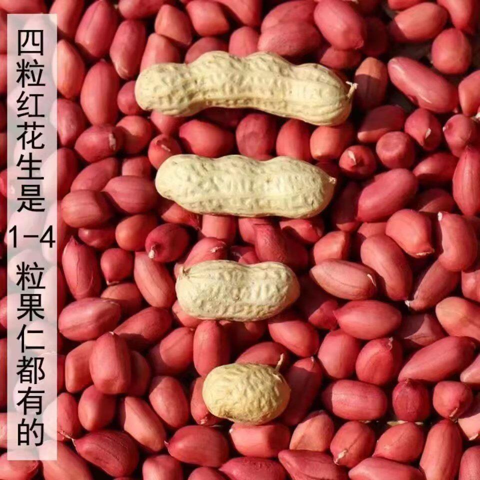 24年新货现炒现卖原味炒花生农家铁锅炒熟花生带壳新鲜炒红皮花生