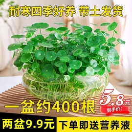 带叶铜钱草水培植物办公室内盆栽客厅桌面绿植花卉趣味水养金钱草